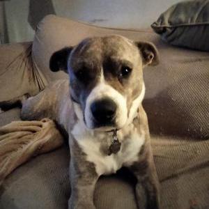 Lost Dog Handsome