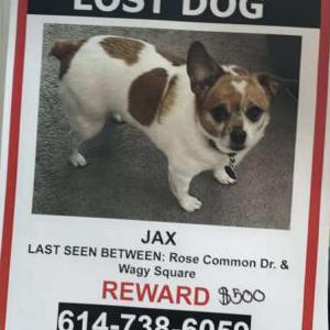 Lost Dog Jax