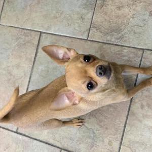 Found Dog Unknown