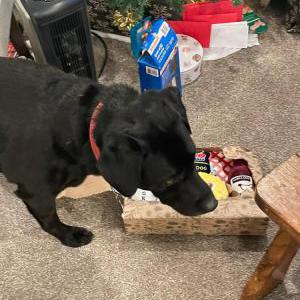 Image of Poseidon, Lost Dog