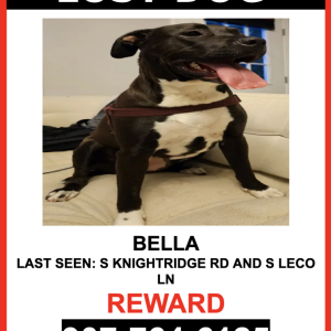 Lost Dog BELLA