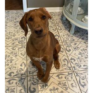 Lost Dog Rogan and Finleigh