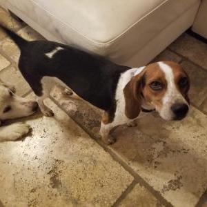 Image of Maya, Lost Dog
