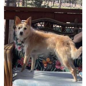 Lost Dog Lacey Edson