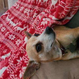 Image of Ruby, Lost Dog