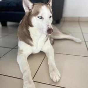 Lost Dog Nina  husky