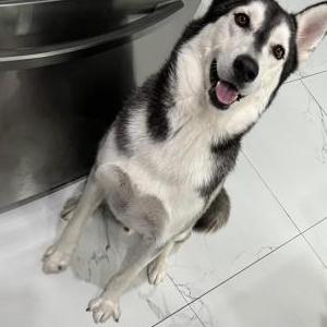 Lost Dog Blake