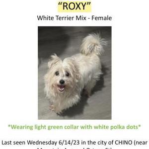 Lost Dog Roxy