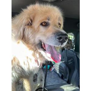 Found Dog Unknown