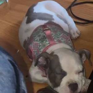 Lost Dog Babii