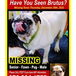 Lost Dog Brutus