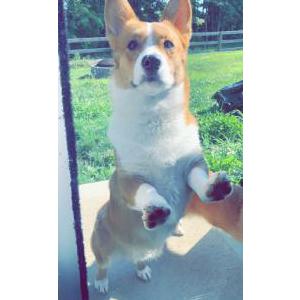 Lost Dog Bear
