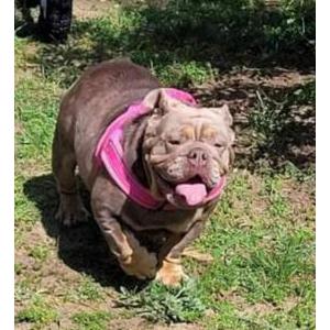 Lost Dog Violet