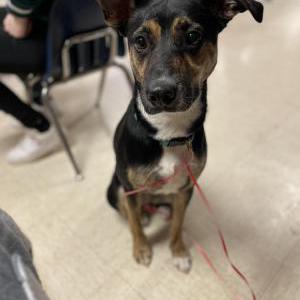 Lost Dog North