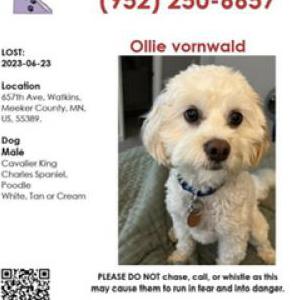 Lost Dog Ollie