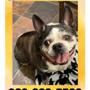 Lost Dog Bean