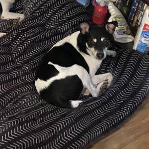 Lost Dog Tippy