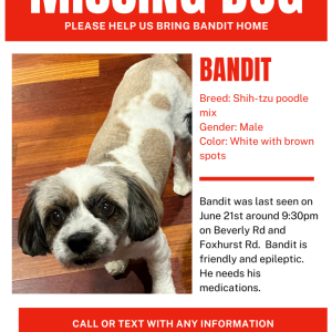 Lost Dog Bandit