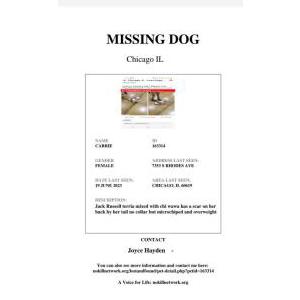 Lost Dog carrie
