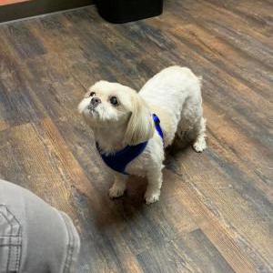 Lost Dog Waffle