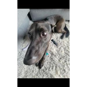 Lost Dog Koda(Kodiak)