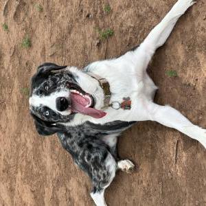 Lost Dog Dexter