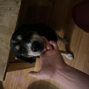 Found Dog Unknown