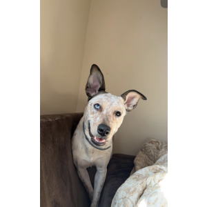 Image of Myla, Lost Dog