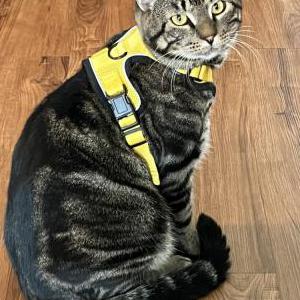 Image of Squirrel, Lost Cat