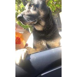 Lost Dog Oso