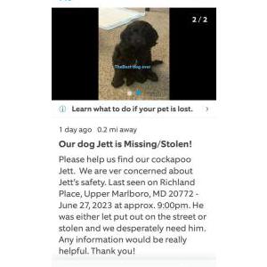 Lost Dog Jett