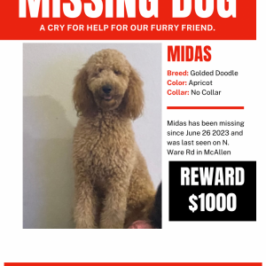 Lost Dog Midas