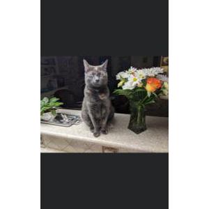 Image of Cami, Lost Cat