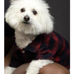 Image of Pierre, Lost Dog