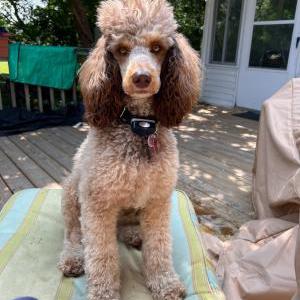 Lost Dog Ally