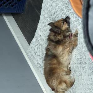 Lost Dog Nova