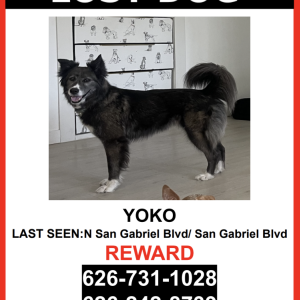 Lost Dog Yoko