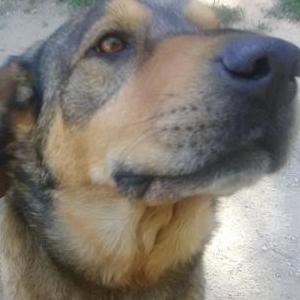 Lost Dog Hank
