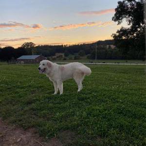 Lost Dog Waylon