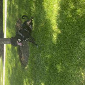 Image of Unknown, Found Dog