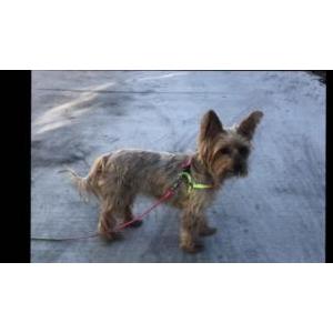 Lost Dog Star ( Estrella)