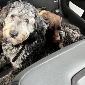 Lost Dog Ranger