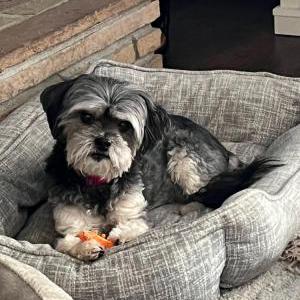 Lost Dog Bella