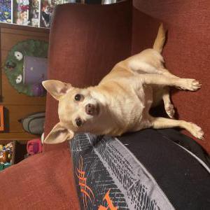 Image of Fawn, Lost Dog