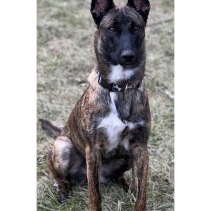 Lost Dog Kuramai