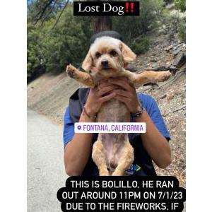Lost Dog Bolillo