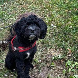 Lost Dog Sasha Hamilton