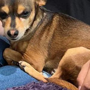 Lost Dog Pogee  chiwawa brown