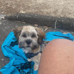 Image of Molokai, Lost Dog