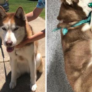 Lost Dog Foxy